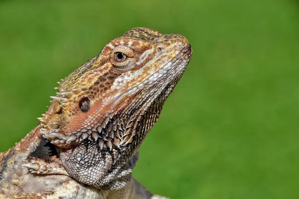 Gros Plan Gros Lézard Capturé Sur Champ Couvert Herbe — Photo