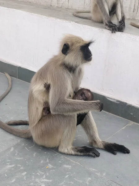 Tiro Vertical Uma Mãe Macaco Rosto Preto Bebê Zoológico Rajasthan — Fotografia de Stock