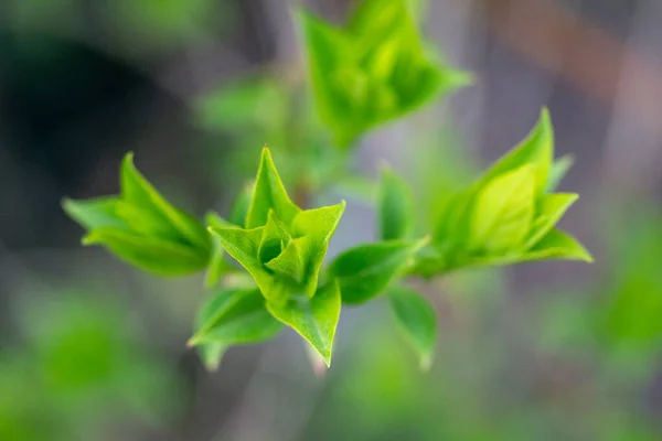 Selektiv Fokusbild Grön Blommande Växt Med Blad Som Växer Trädgården — Stockfoto