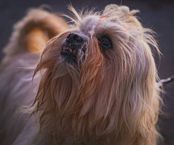 Słodki Szczeniak Rasy Yorkshire Terrier Patrząc Górę Parku — Zdjęcie stockowe