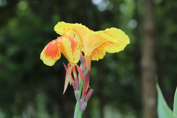 Вибірковий Фокус Жовтих Канн Квітки Цвіте Полі Проти Розмитого Фону — стокове фото
