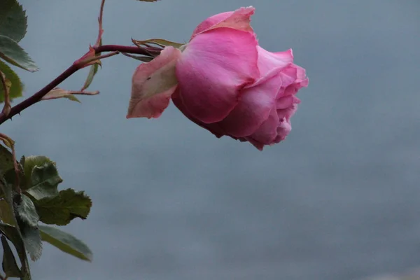 Вибірковий Фокусний Знімок Рожевої Троянди Ідеально Підходить Фону — стокове фото