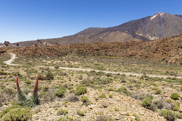 Paesaggio Del Parco Nazionale Del Teide Ricoperto Verde Rocce Spagna — Foto Stock