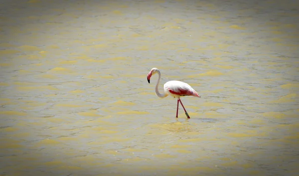 Adulto Grande Flamingo Phoenicopterus Roseus Plumagem Rosa Andando Procurando Comida — Fotografia de Stock