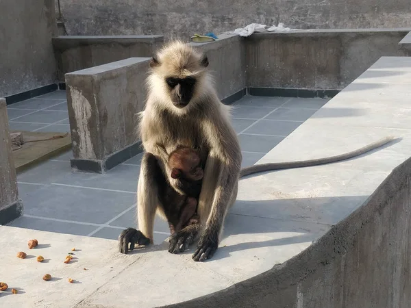 Nahaufnahme Einer Affenmutter Und Eines Affenbabys Zoo Von Rajasthan Indien — Stockfoto
