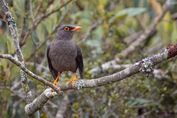 Velký Drozd Turdus Fuscater Klidně Seděl Větvi Stromu Díval Doprava — Stock fotografie