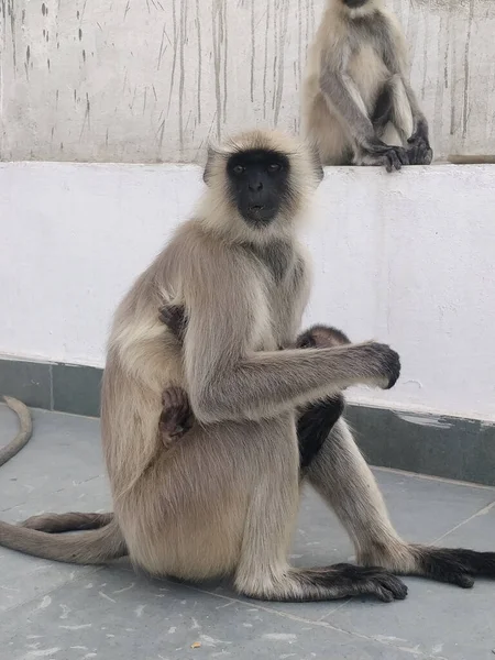 Colpo Verticale Una Scimmia Nera Mamma Bambino Nello Zoo Rajasthan — Foto Stock