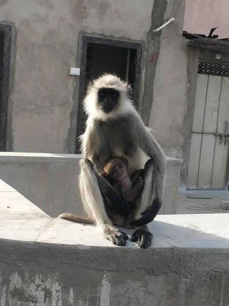 라자스탄의 동물원에서 얼굴의 원숭이 엄마와 아기의 — 스톡 사진