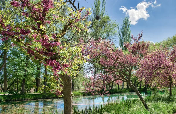 Uma Paisagem Árvores Florescentes Canal Castela Parque Palencia Espanha — Fotografia de Stock