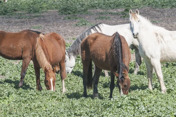 Lovak Egy Csoportja Legel Mezőn — Stock Fotó