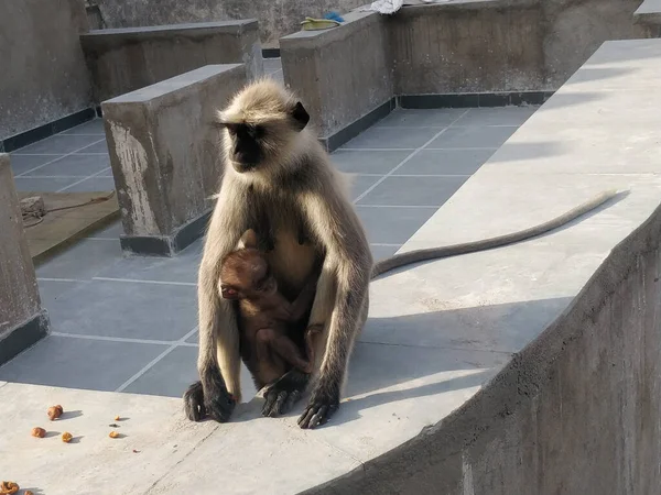 Nahaufnahme Einer Affenmutter Und Eines Affenbabys Zoo Von Rajasthan Indien — Stockfoto