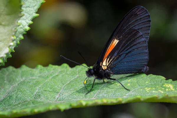 Motyl Usiadł Liściu Drzewa Pławiącym Się Słońcu Fauna Ameryki Południowej — Zdjęcie stockowe