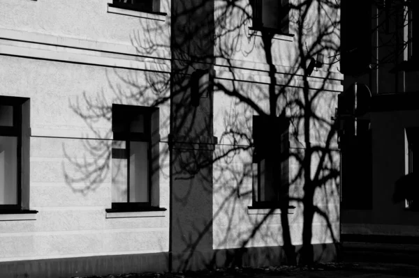 背景の建物に影のある木の灰色のショット — ストック写真