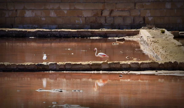 Salina Malta Jun 2016 Adulto Grande Flamingo Phoenicopterus Roseus Plumagem — Fotografia de Stock