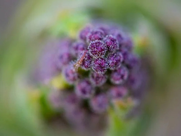 Selektiv Fokusbild Lila Blommande Växt Med Gröna Blad Som Växer — Stockfoto