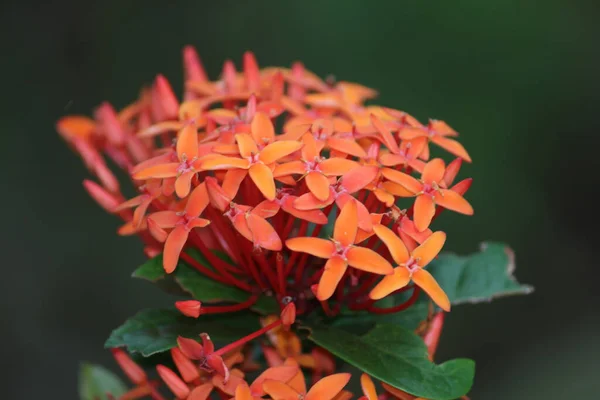 Selektivní Zaměření Červené Květy Ixora Kvetoucí Botanické Zahradě — Stock fotografie