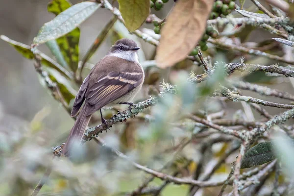 Tyrannulet Biały Mecocerculus Leucophrys Ukryty Wśród Gałęzi Lasu Ptaki Ameryki — Zdjęcie stockowe