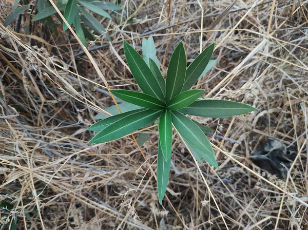 Primer Plano Una Planta Verde Aire Libre —  Fotos de Stock