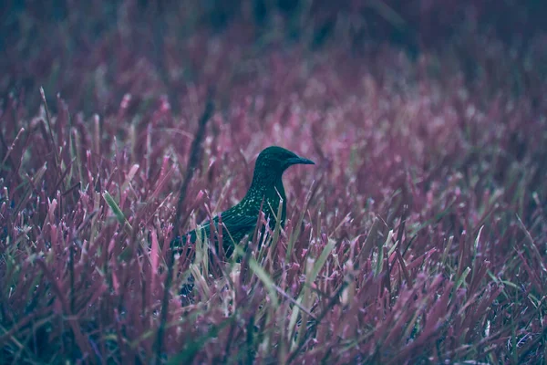 Närbild Vanliga Starling Bakom Gräs — Stockfoto