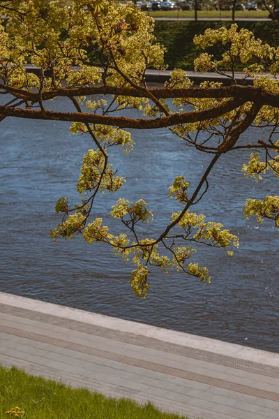 Tiro Vertical Uma Paisagem Parque Cidade Com Lago Árvores Outono — Fotografia de Stock