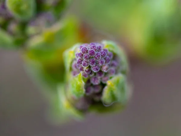 Plan Sélectif Une Plante Fleurs Violettes Aux Feuilles Vertes Poussant — Photo