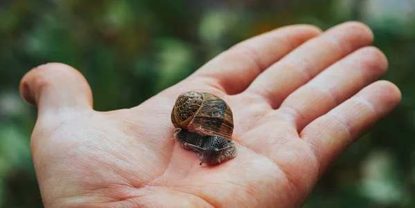 Een Menselijke Hand Die Een Slak Vasthoudt — Stockfoto