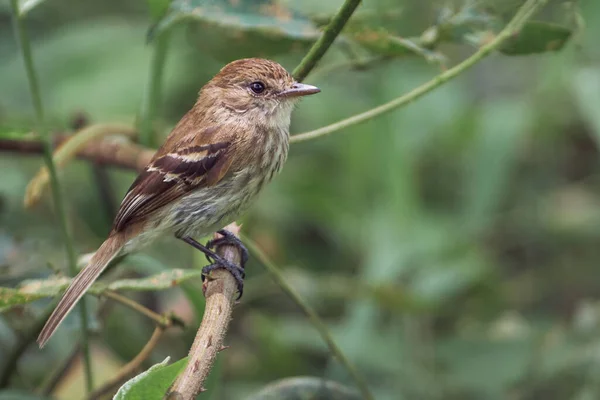 Vogel Rustend Een Boomtak Met Een Natuurlijke Achtergrond — Stockfoto