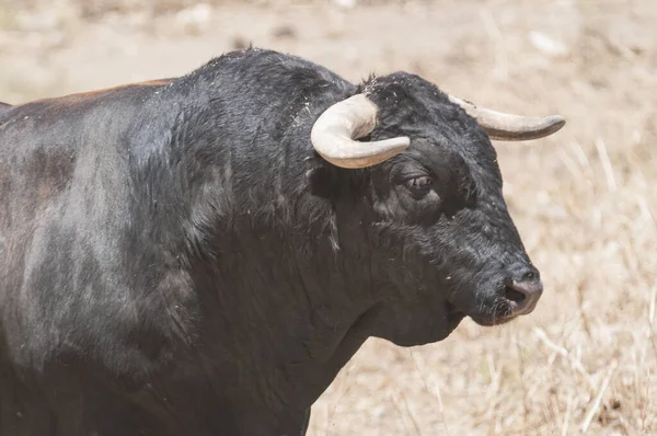 Černý Býk Dobytka Andalusii Španělsko — Stock fotografie