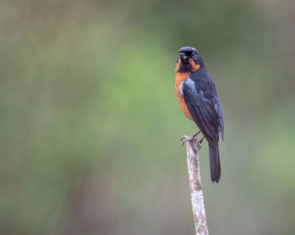 Blomsterpiercer Diglossa Brunneiventris Upprätt Vertikal Stolpe Fåglar Colombiabergen — Stockfoto