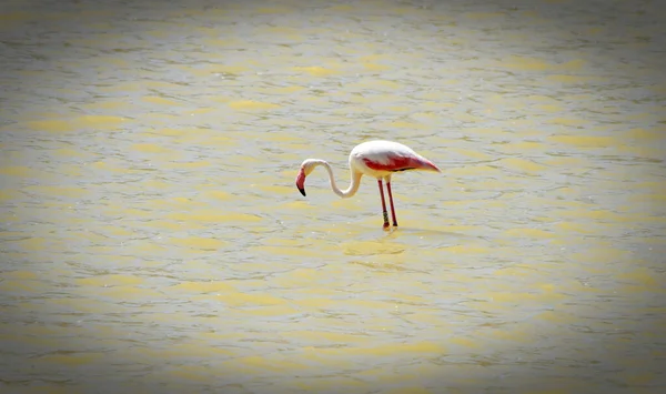 Salina Malta Cze 2016 Dorosły Flamingo Fenicopterus Roseus Różowym Upierzeniu — Zdjęcie stockowe