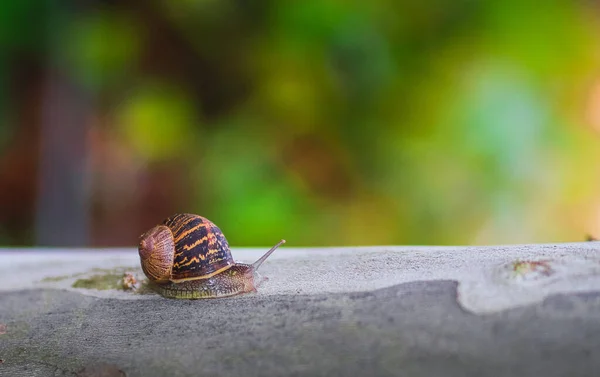 Mise Point Sélective Escargot Sur Pierre — Photo