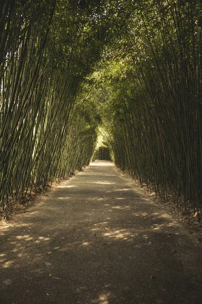 Eine Vertikale Aufnahme Eines Weges Der Von Bambuspflanzen Umgeben Ist — Stockfoto