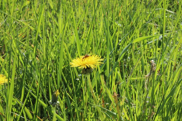 緑のフィールドに黄色のタンポポの花に昆虫のクローズアップショット — ストック写真