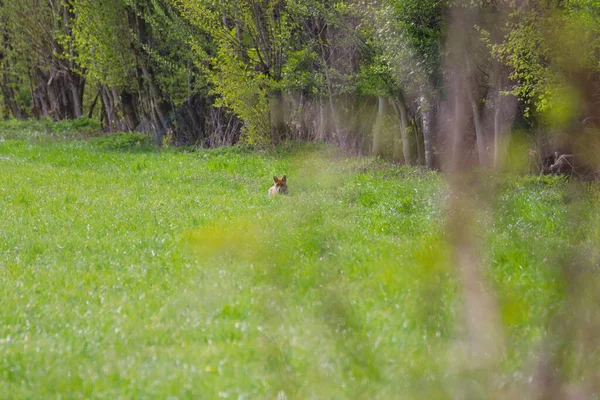 Roztomilá Liška Běžící Uprostřed Trávou Pokrytého Pole Lese — Stock fotografie