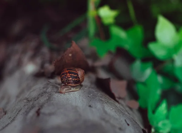 Enfoque Selectivo Caracol Árbol — Foto de Stock