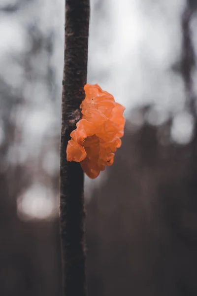 Вертикальний Виріб Апельсинового Дерева Стеблі Рослини — стокове фото