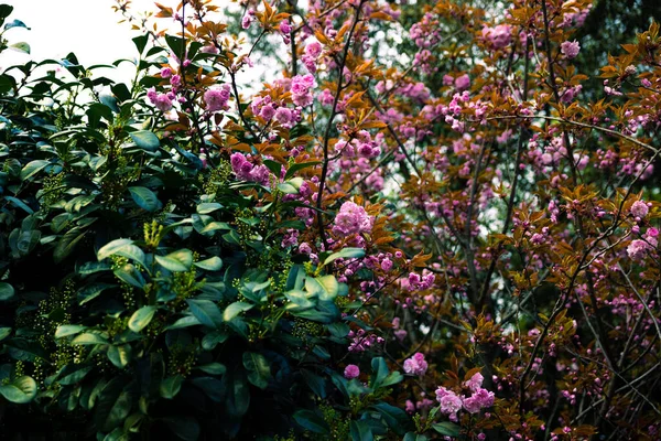 Μια Όμορφη Φωτογραφία Ενός Θάμνου Ροζ Λουλούδια Ανθίζουν Στον Κήπο — Φωτογραφία Αρχείου