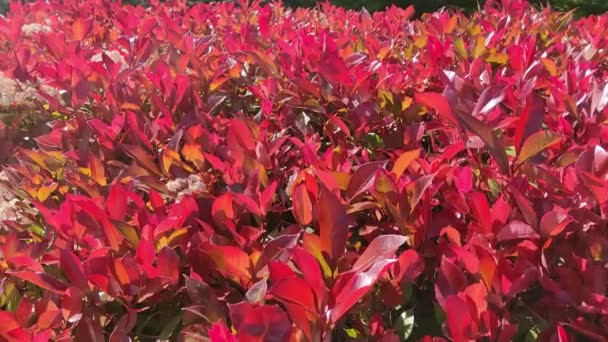 Buschzweige Mit Schönen Roten Blättern Die Sich Wind Wiegen Nahaufnahme — Stockvideo