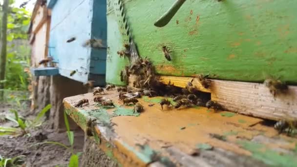 蜜蜂在蜂窝入口工作 — 图库视频影像