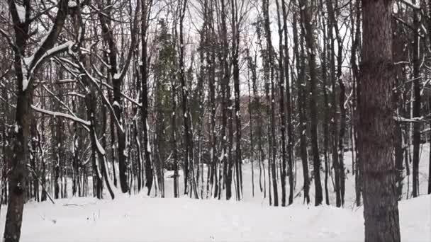 Заснеженные Деревья Зимнем Лесу Снежный День — стоковое видео