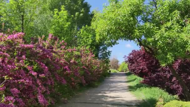 Uitzicht Struiken Bomen Park Zonnige Dag Close Voorjaarsconcept — Stockvideo