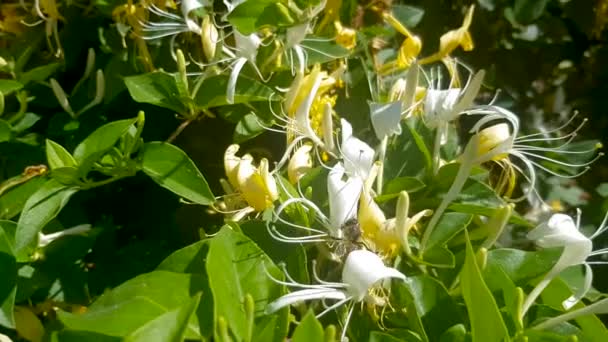 Abeja Polinizando Hermosas Flores Que Crecen Jardín Día Soleado Primavera — Vídeos de Stock