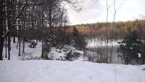 Paisagem Inverno Com Árvores — Vídeo de Stock