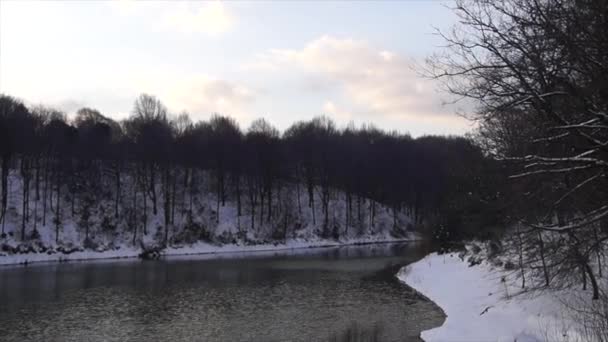 Bellissimo Paesaggio Con Fiume Nella Foresta — Video Stock