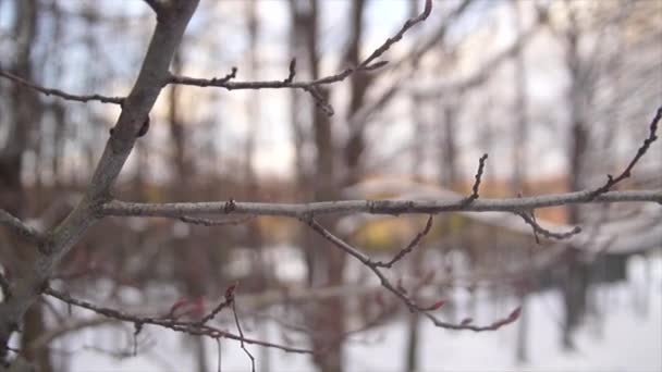 Зимний Пейзаж Деревьями — стоковое видео