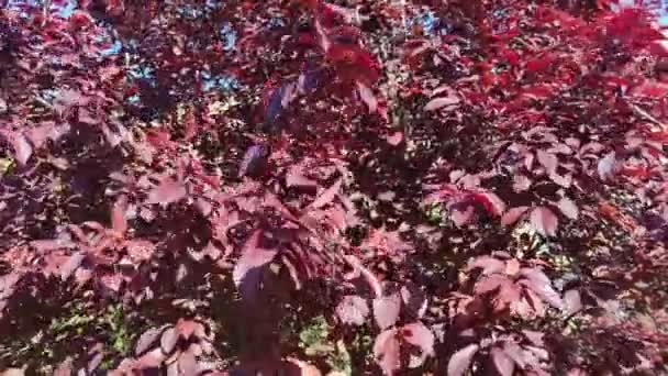 Branches Buisson Avec Belles Feuilles Rouges Oscillant Dans Vent Gros — Video