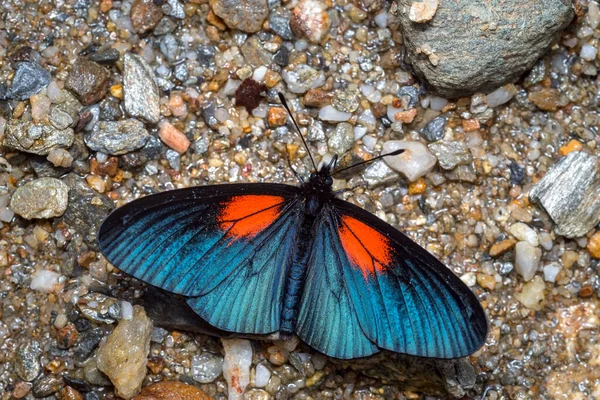 Fjärilen Solar Marken För Att Värma Vingarna Fauna Från Sydamerika — Stockfoto