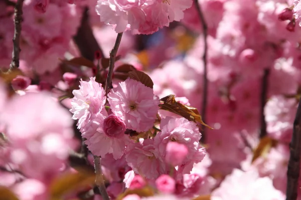 Selektywne Ogniskowe Ujęcie Kwiatów Japońskiego Drzewa Wiśni — Zdjęcie stockowe