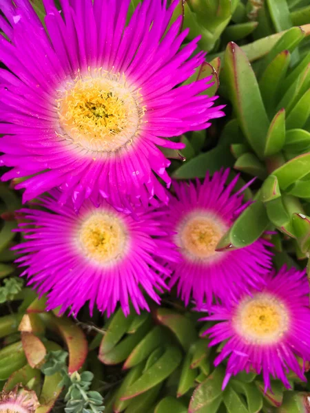 Een Close Shot Van Mooie Paarse Bloem Carpobrotus — Stockfoto