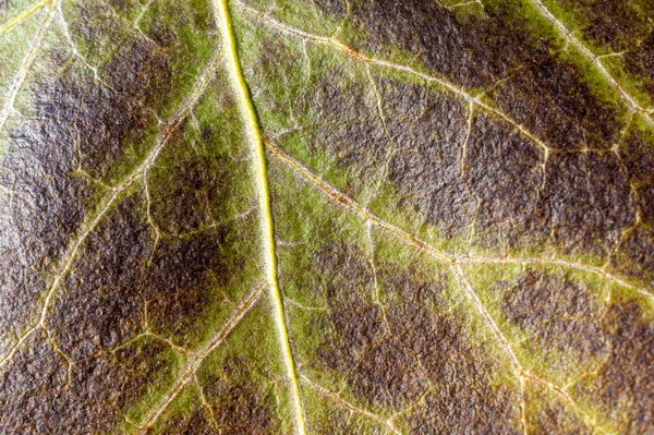 Kahverengi Yeşil Yaprak Damarlarının Makro Görüntüsü — Stok fotoğraf